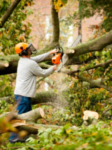 Man cutting a tree limp